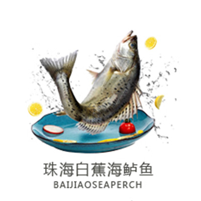  珠海白蕉海鱸